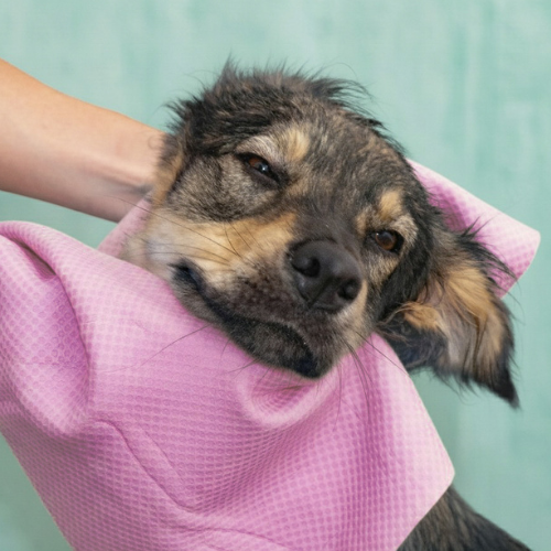 Absorpet - Toalla Ultra Absorbente para Perros