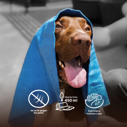 Absorpet - Toalla Ultra Absorbente para Perros