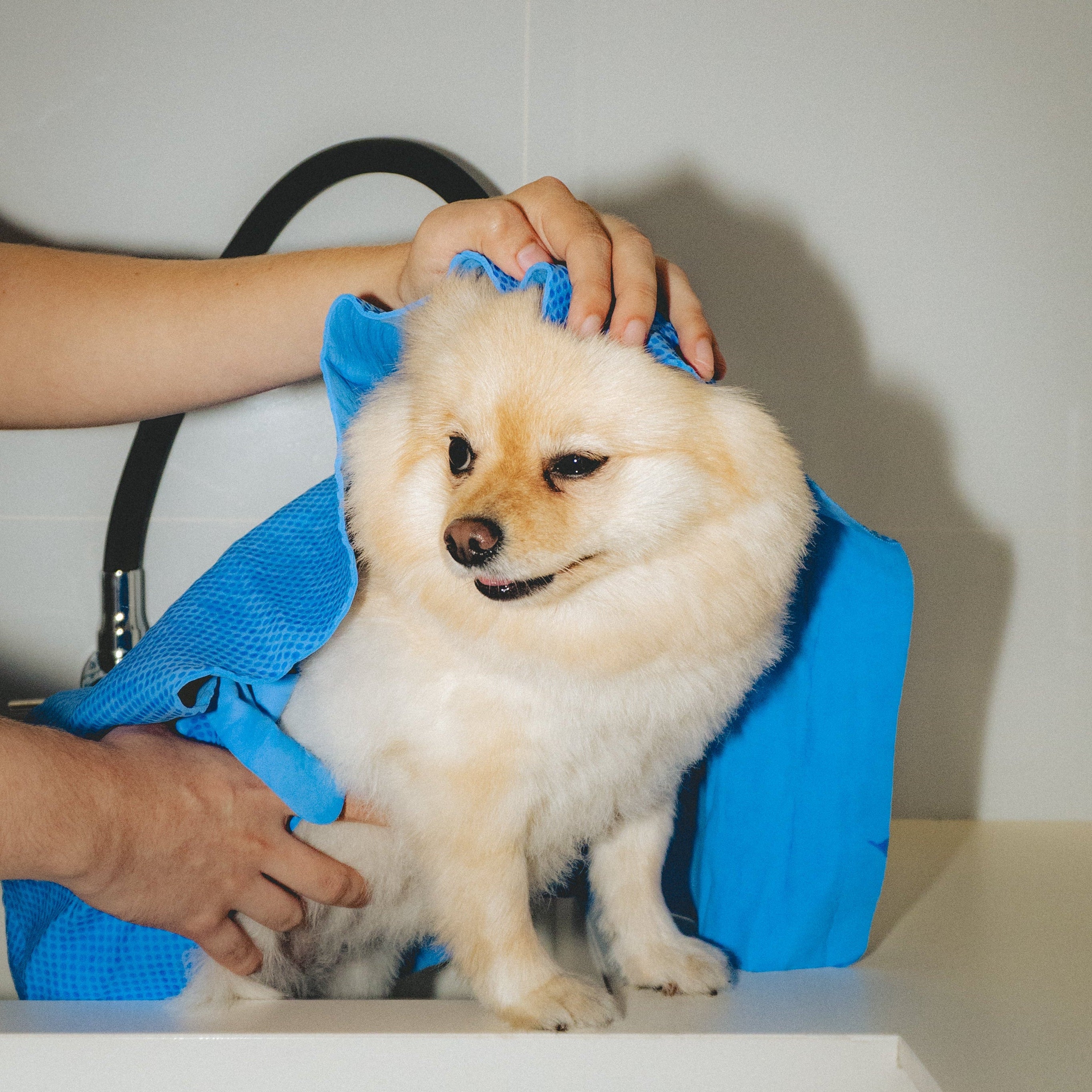 Absorpet - Toalla Ultra Absorbente para Perros