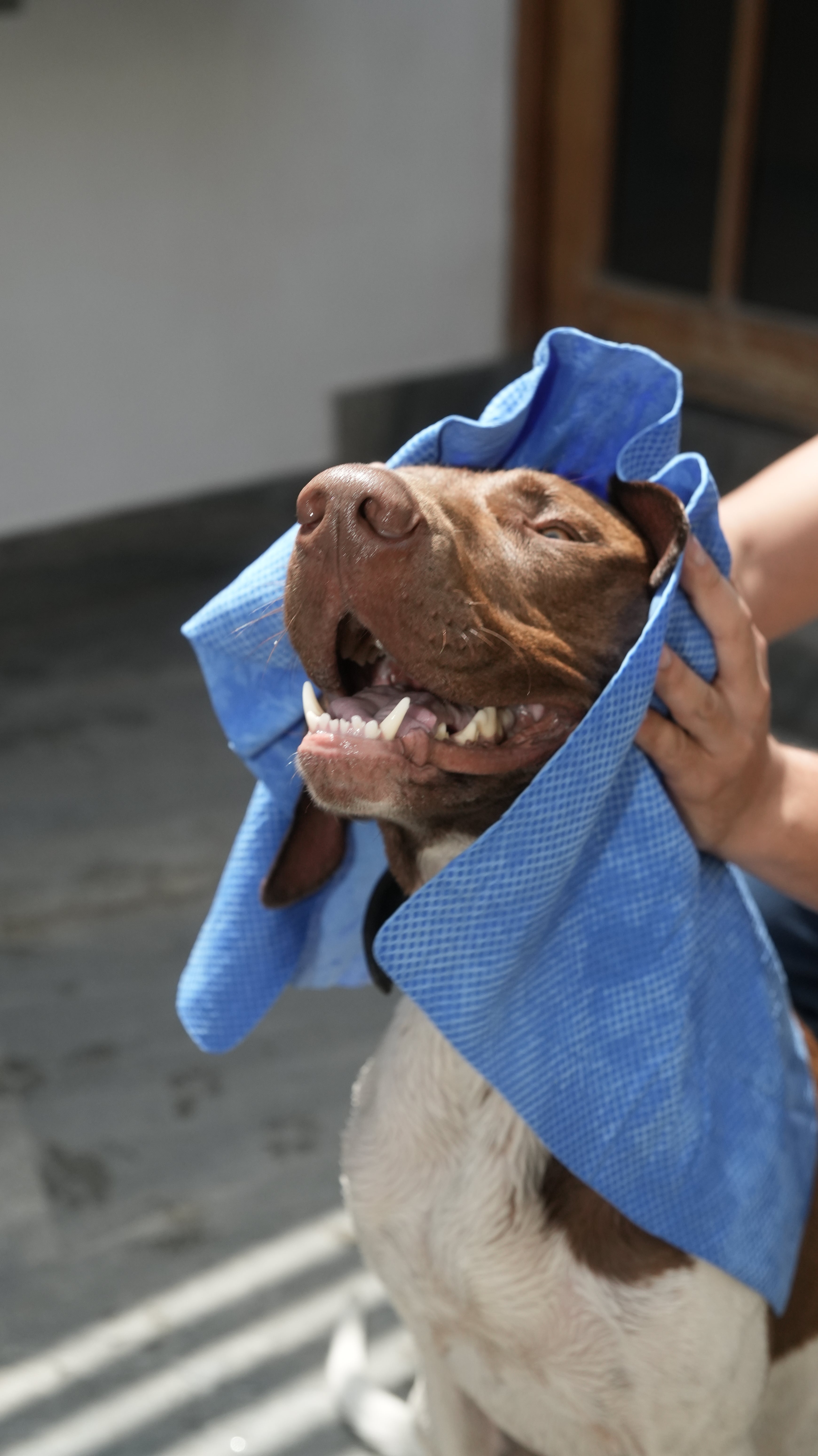 Absorpet - Toalla Ultra Absorbente para Perros