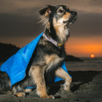 Absorpet - Toalla Ultra Absorbente para Perros